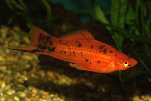 The red swordtail is a very bright orange-red colour. This young male